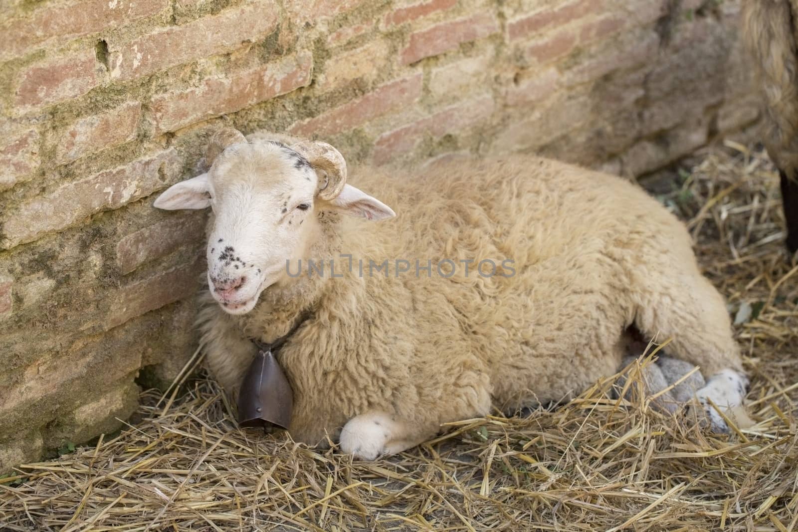 Picture of a cute sheep relaxing in daylight.