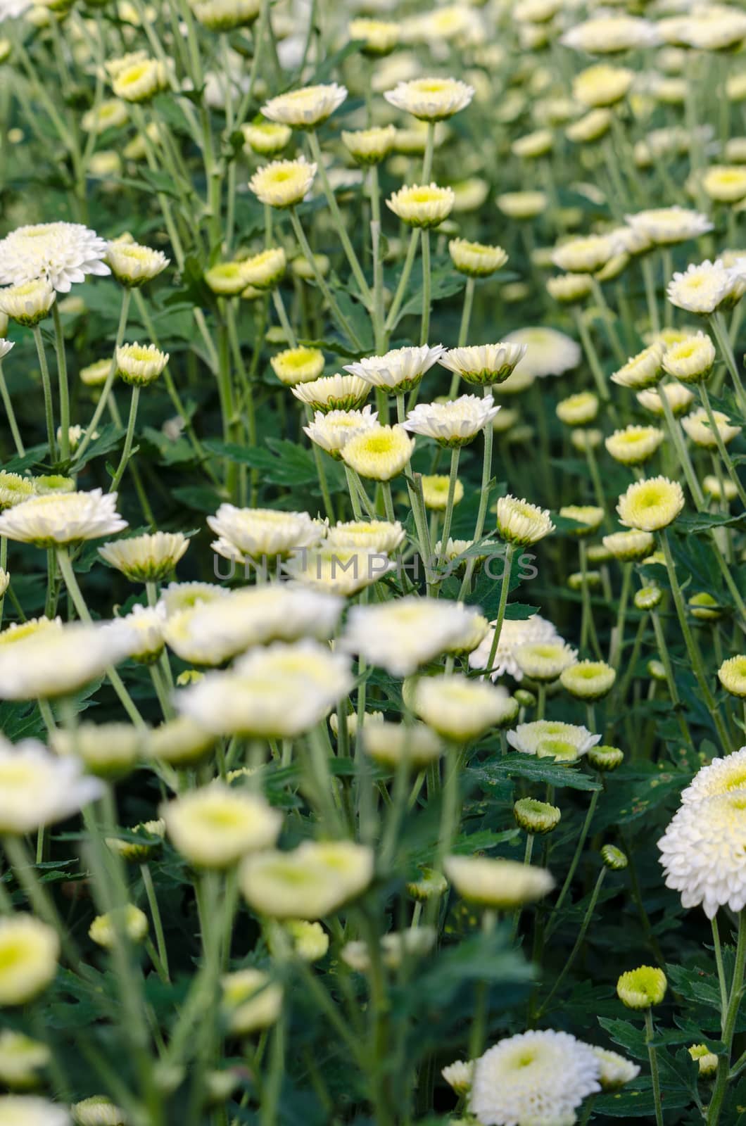 White Chrysanthemum Morifolium flowers garden on Doi Inthanon mountain in Chiang Mai province of Thailand.