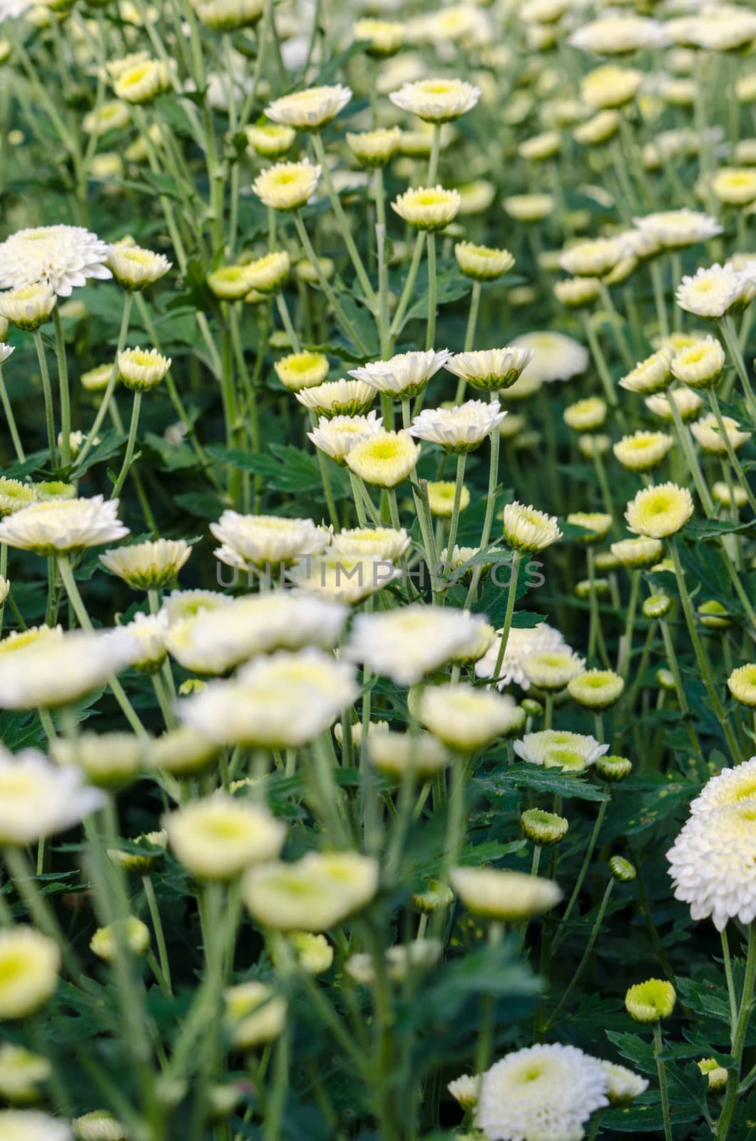 White Chrysanthemum Morifolium flowers garden on Doi Inthanon mountain in Chiang Mai province of Thailand.