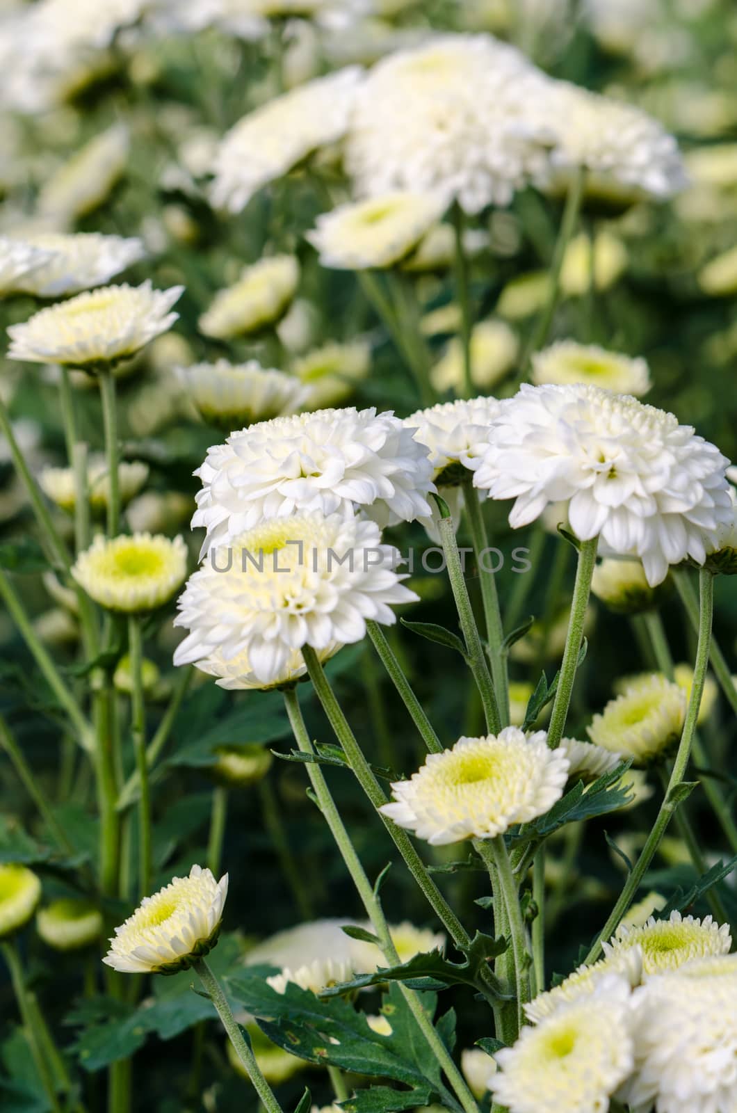 White Chrysanthemum Morifolium flowers at garden on Doi Inthanon mountain in Chiang Mai province of Thailand.