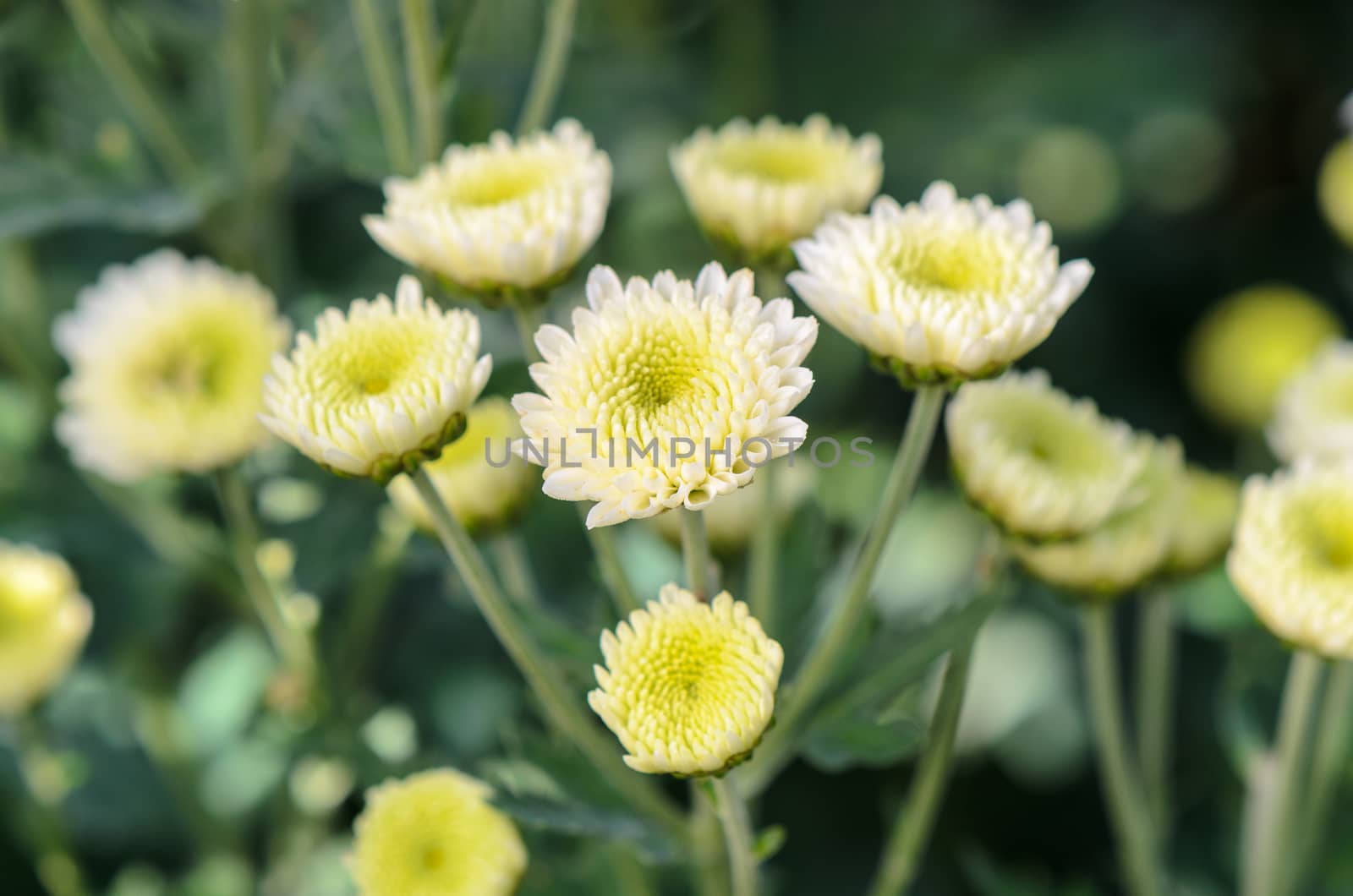 White Chrysanthemum Morifolium flowers at garden on Doi Inthanon mountain in Chiang Mai province of Thailand.