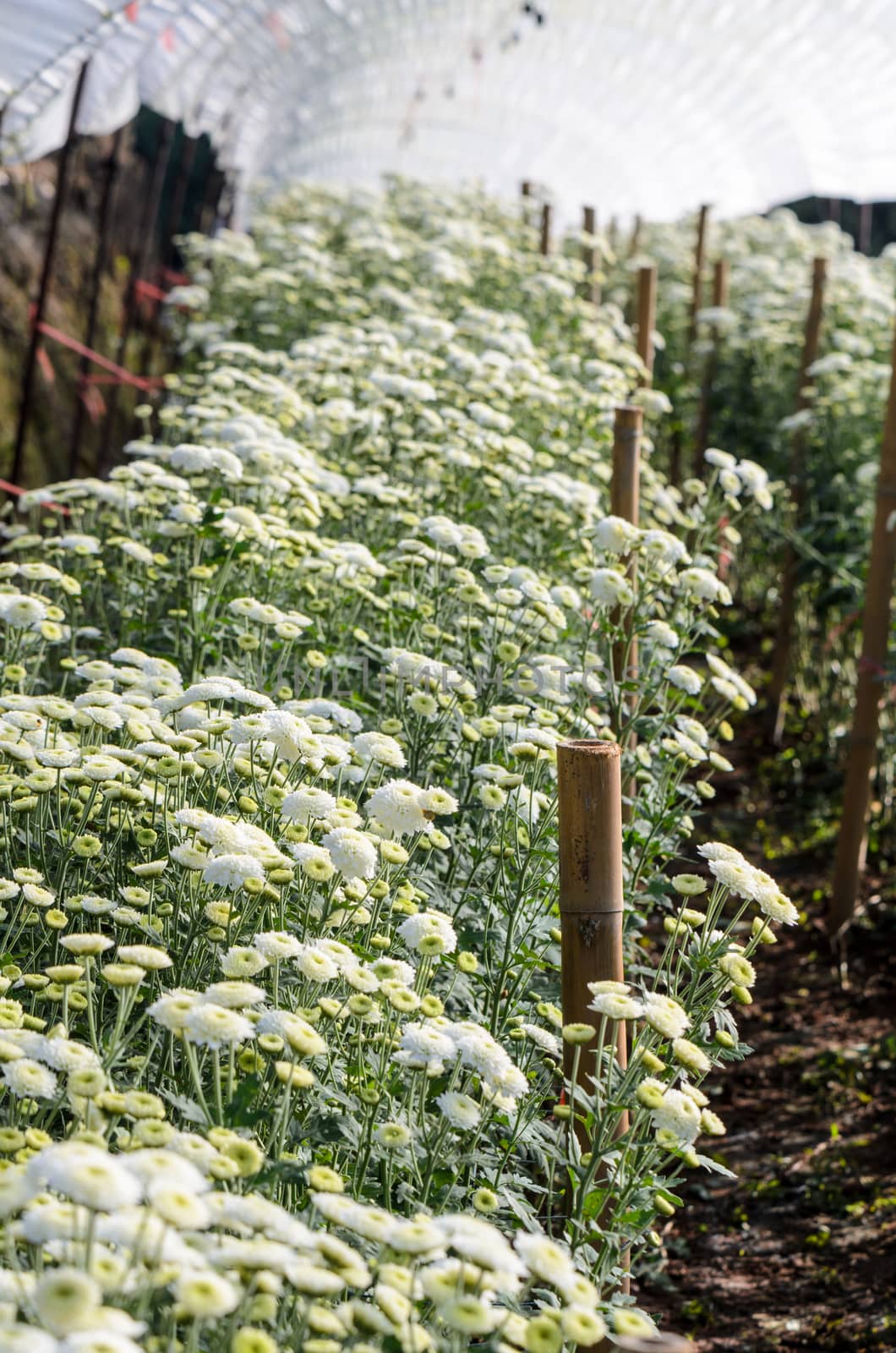 Inside greenhouse of white Chrysanthemum Morifolium flowers farms on Doi Inthanon mountain in Chiang Mai province of Thailand.