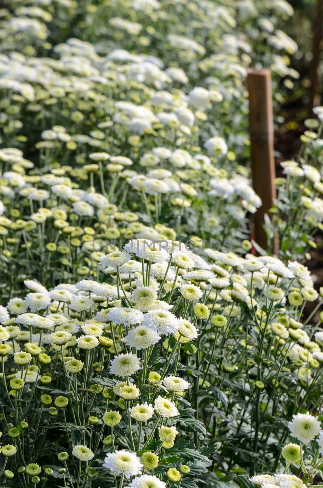 Inside greenhouse of white Chrysanthemum Morifolium flowers farms on Doi Inthanon mountain in Chiang Mai province of Thailand.