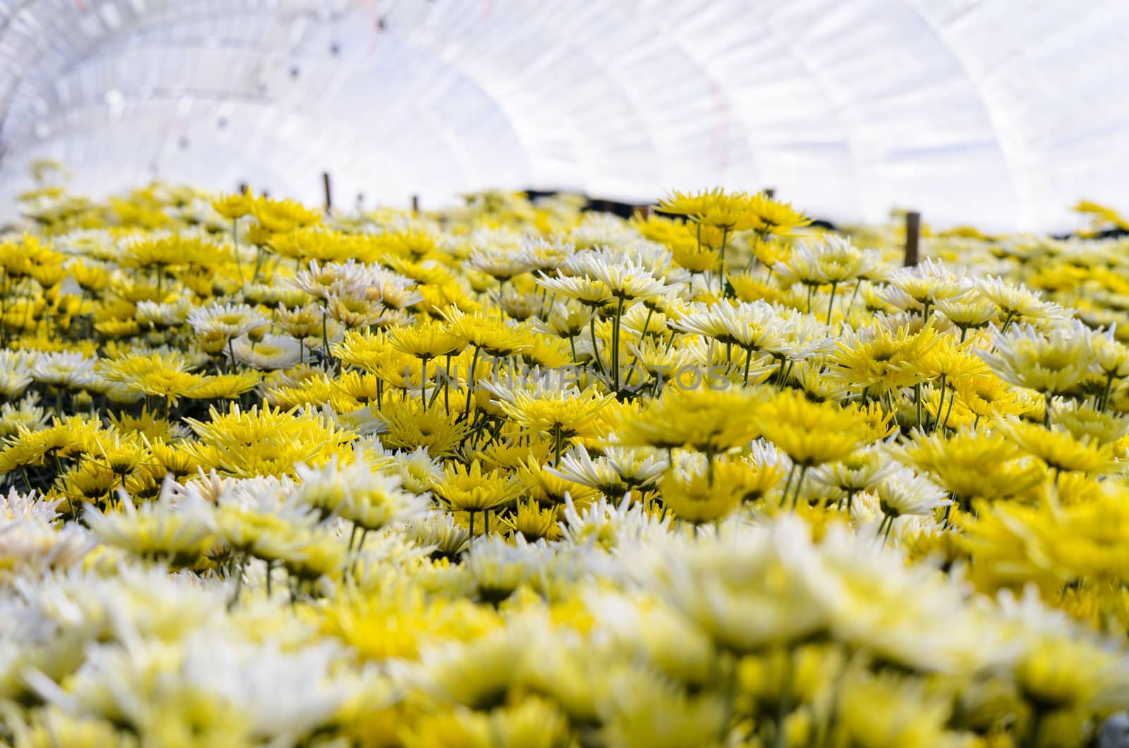 Chrysanthemum Morifolium flowers farm on Doi Inthanon mountain in Chiang Mai province of Thailand.