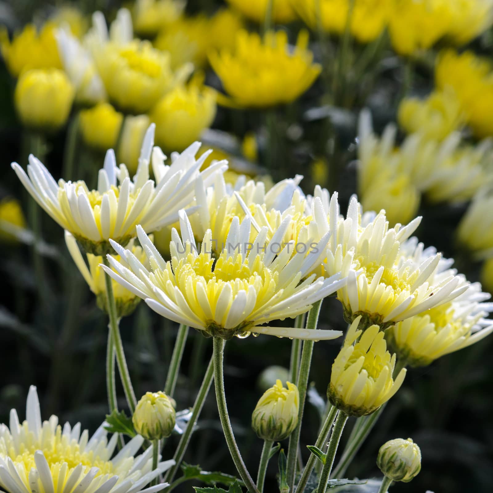 Chrysanthemum Morifolium flowers garden on Doi Inthanon mountain in Chiang Mai province of Thailand.