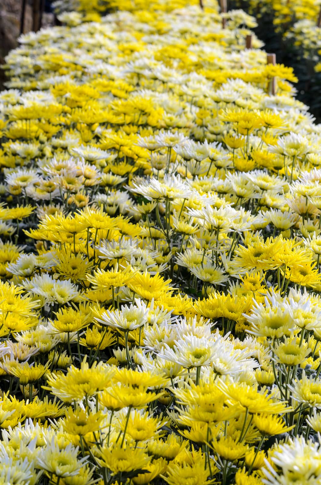 Chrysanthemum Morifolium flowers garden on Doi Inthanon mountain in Chiang Mai province of Thailand.