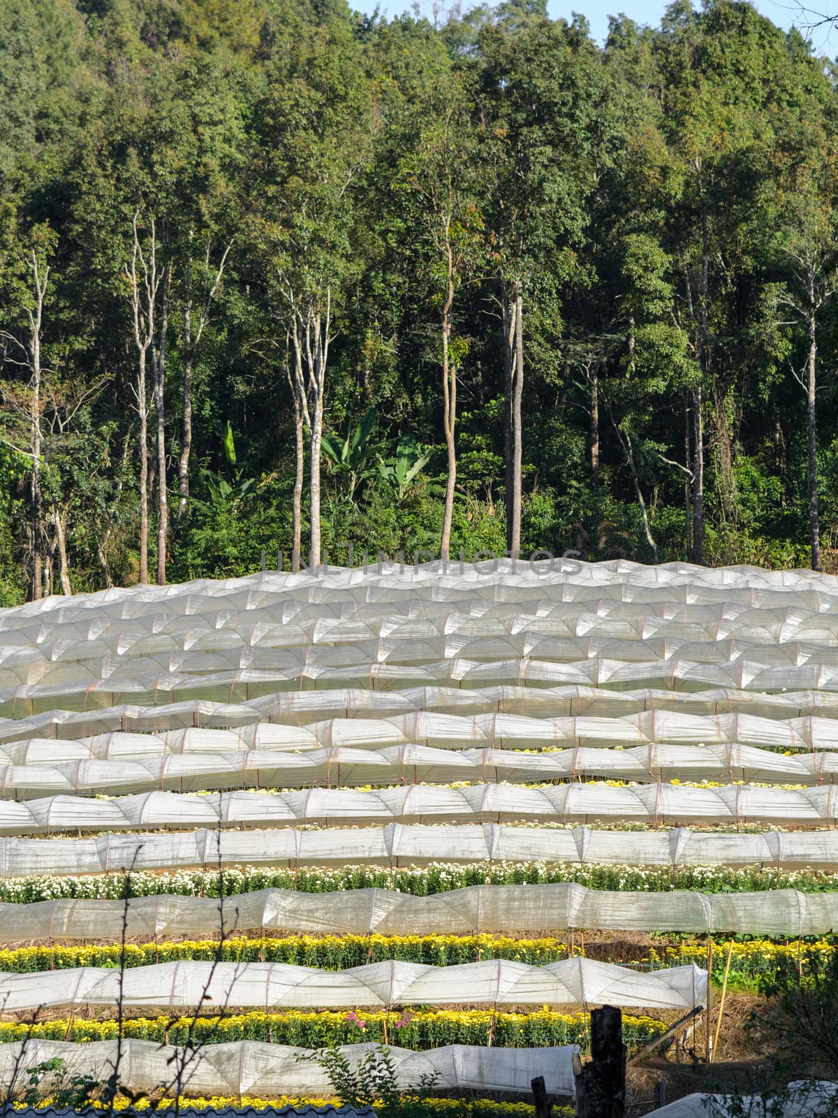 Flower farm on Doi Inthanon mountain in Chiang Mai province of Thailand.