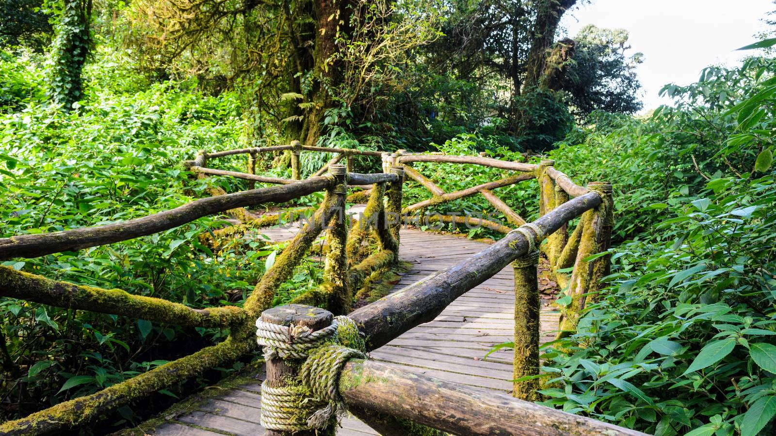Pathway in the forest made of wooden on Doi Inthanon mountain at Chiang Mai province, Thailand