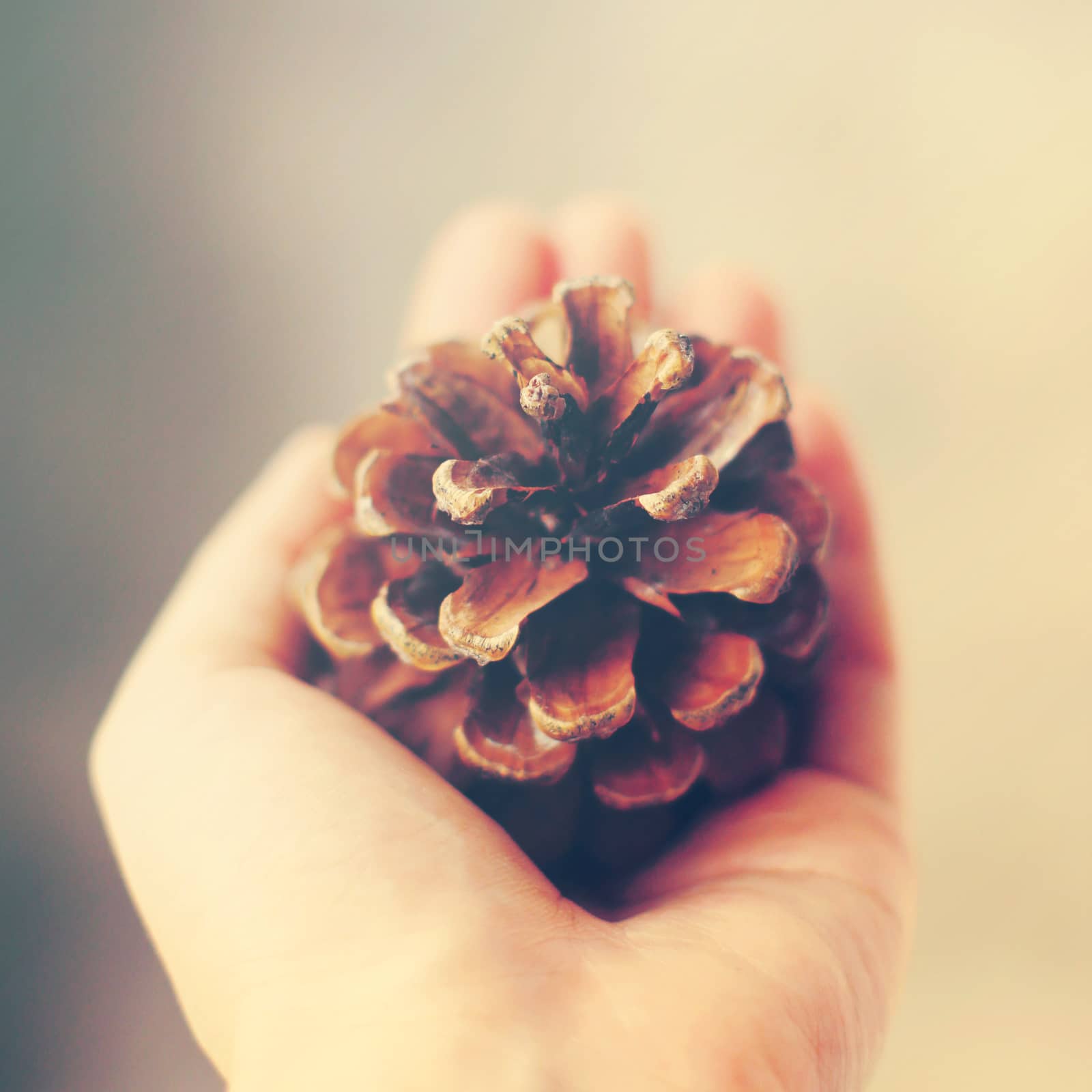 Hand holding pine cone with retro filter effect by nuchylee