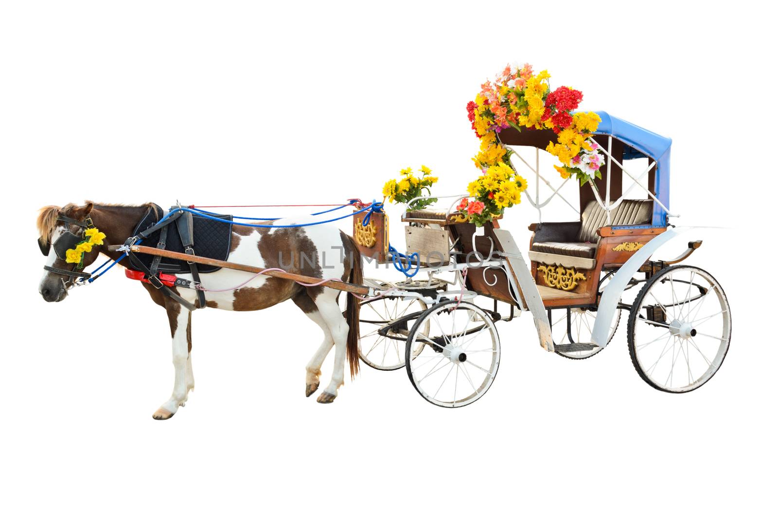Horse carriages for tourist services in Lampang province of Thailand on white background