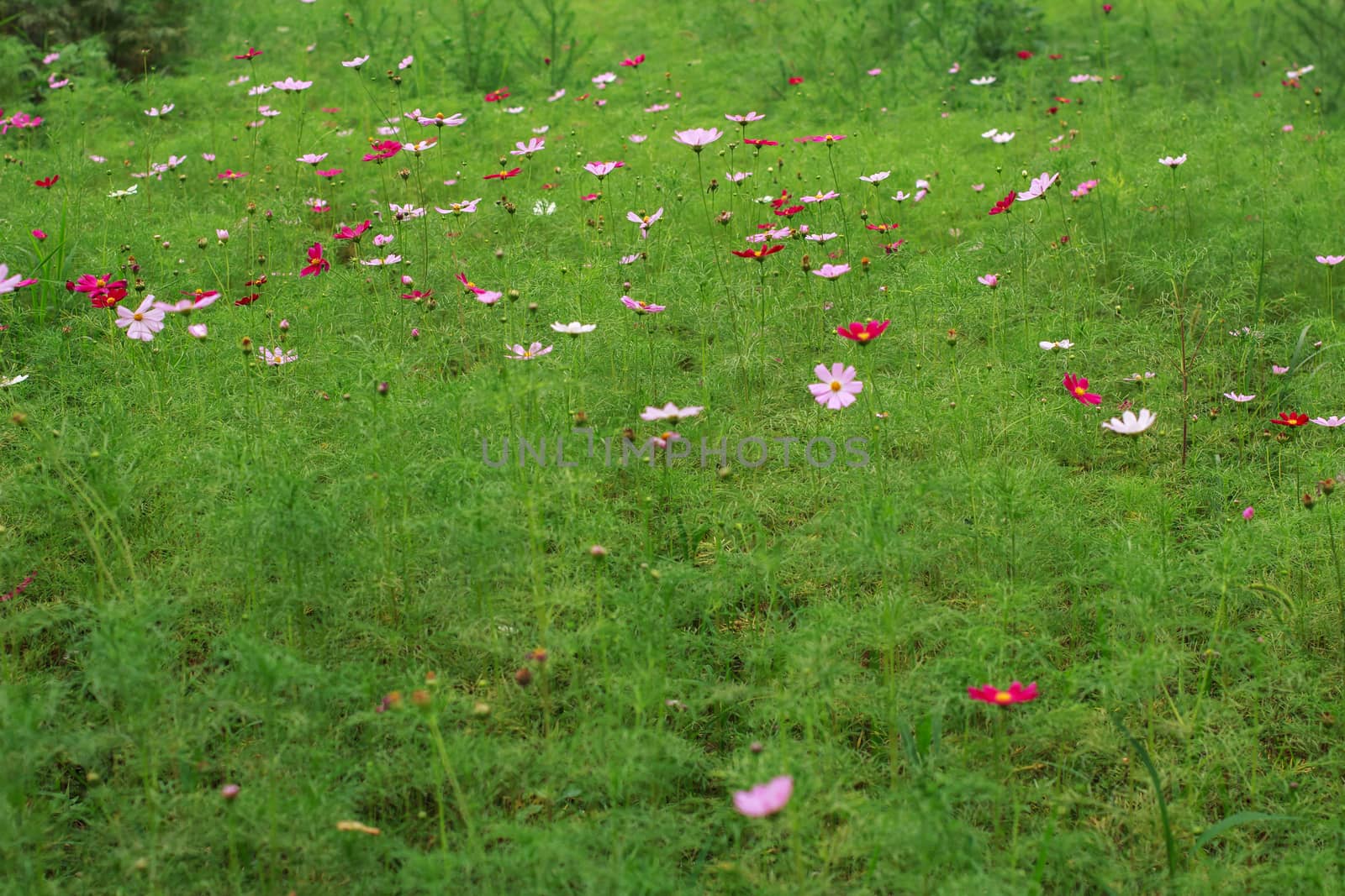 wild flowers in the park