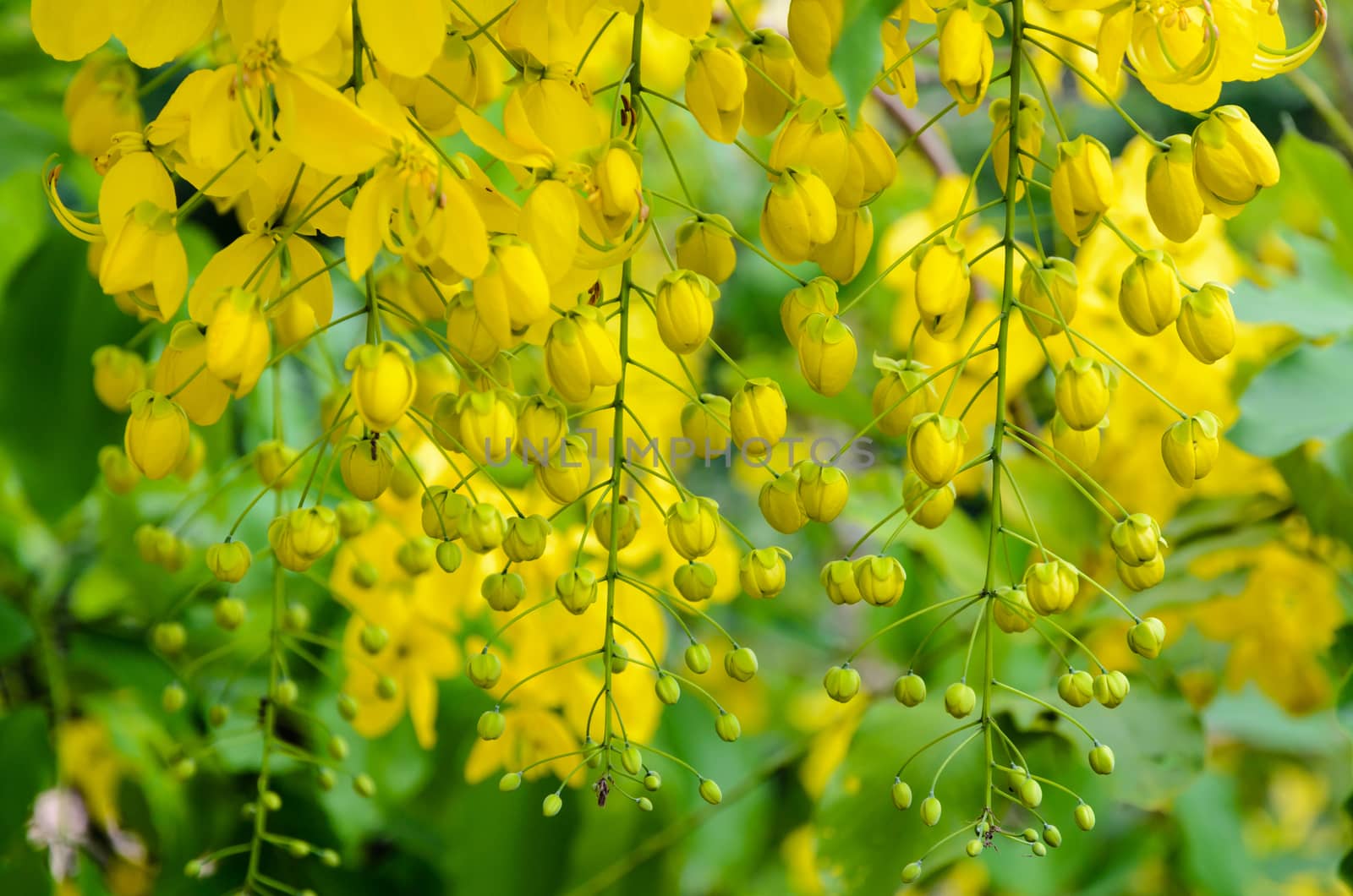 Purging Cassia or Ratchaphruek flowers ( Cassis fistula ) national flower of Thailand with bright yellow beauty