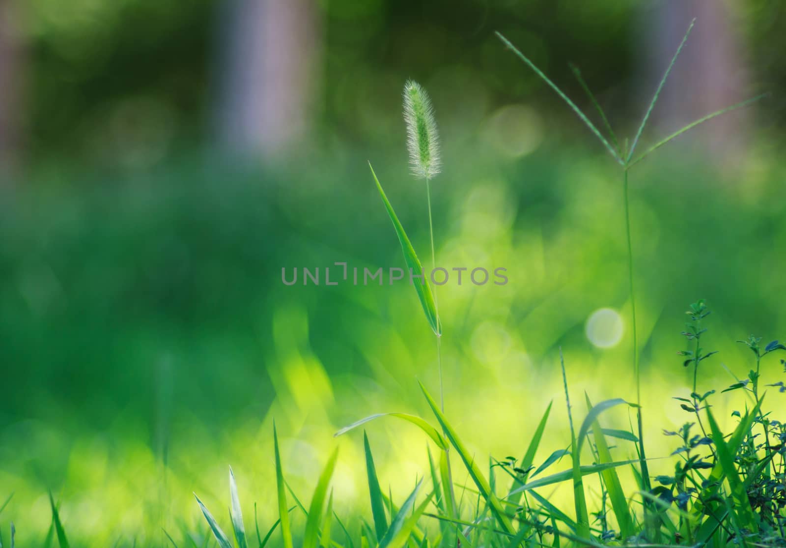 bristle grass in summer