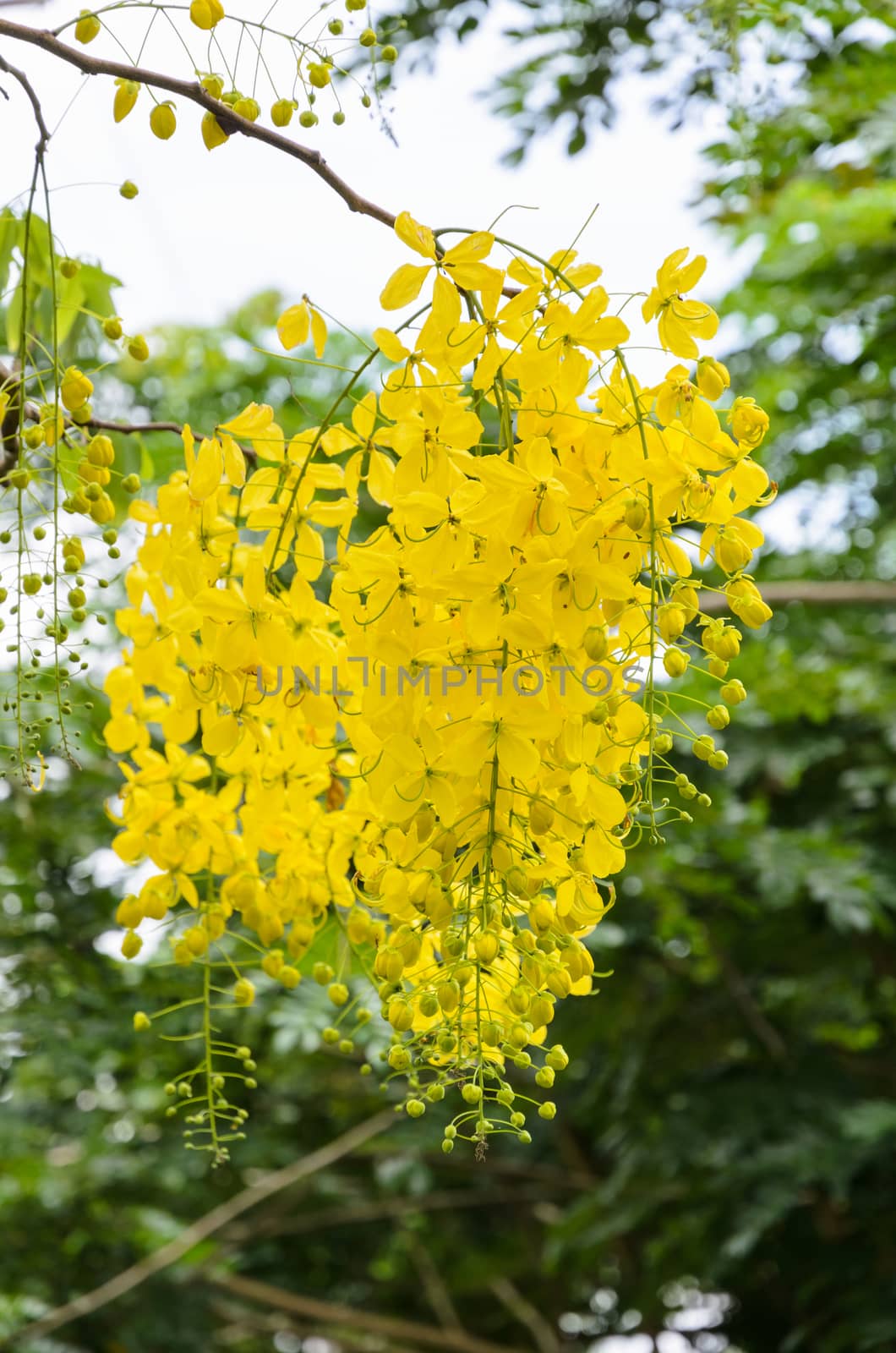 Purging Cassia or Ratchaphruek flowers ( Cassis fistula ) national flower of Thailand with bright yellow beauty