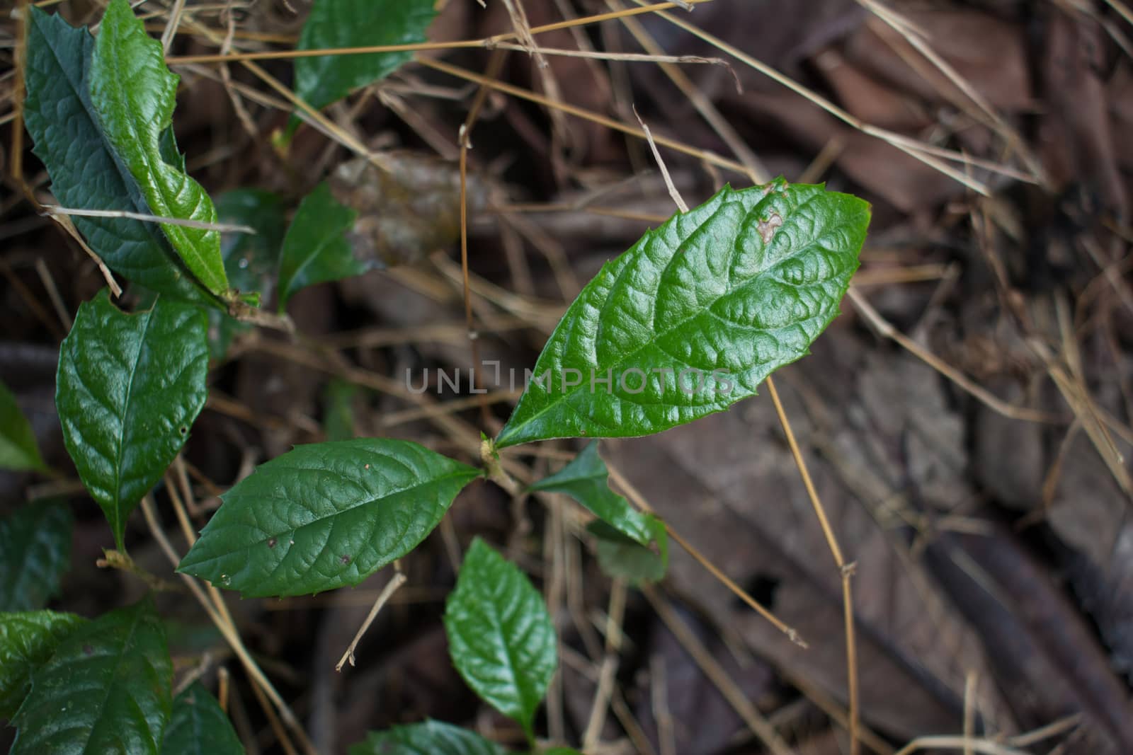  young loquat tree in spring