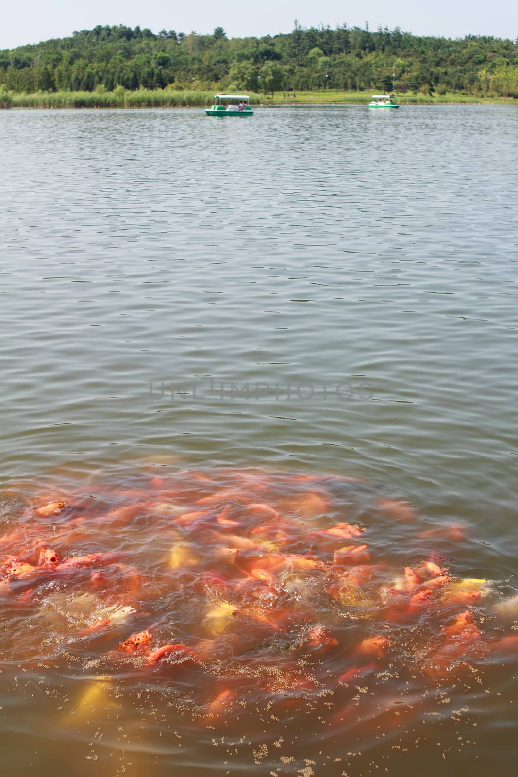 colorful carps in the lake