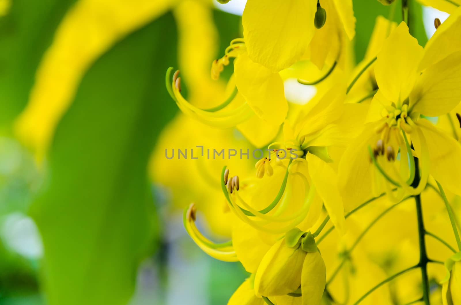 Close up Purging Cassia or Ratchaphruek flowers ( Cassis fistula ) national flower of Thailand with bright yellow beauty