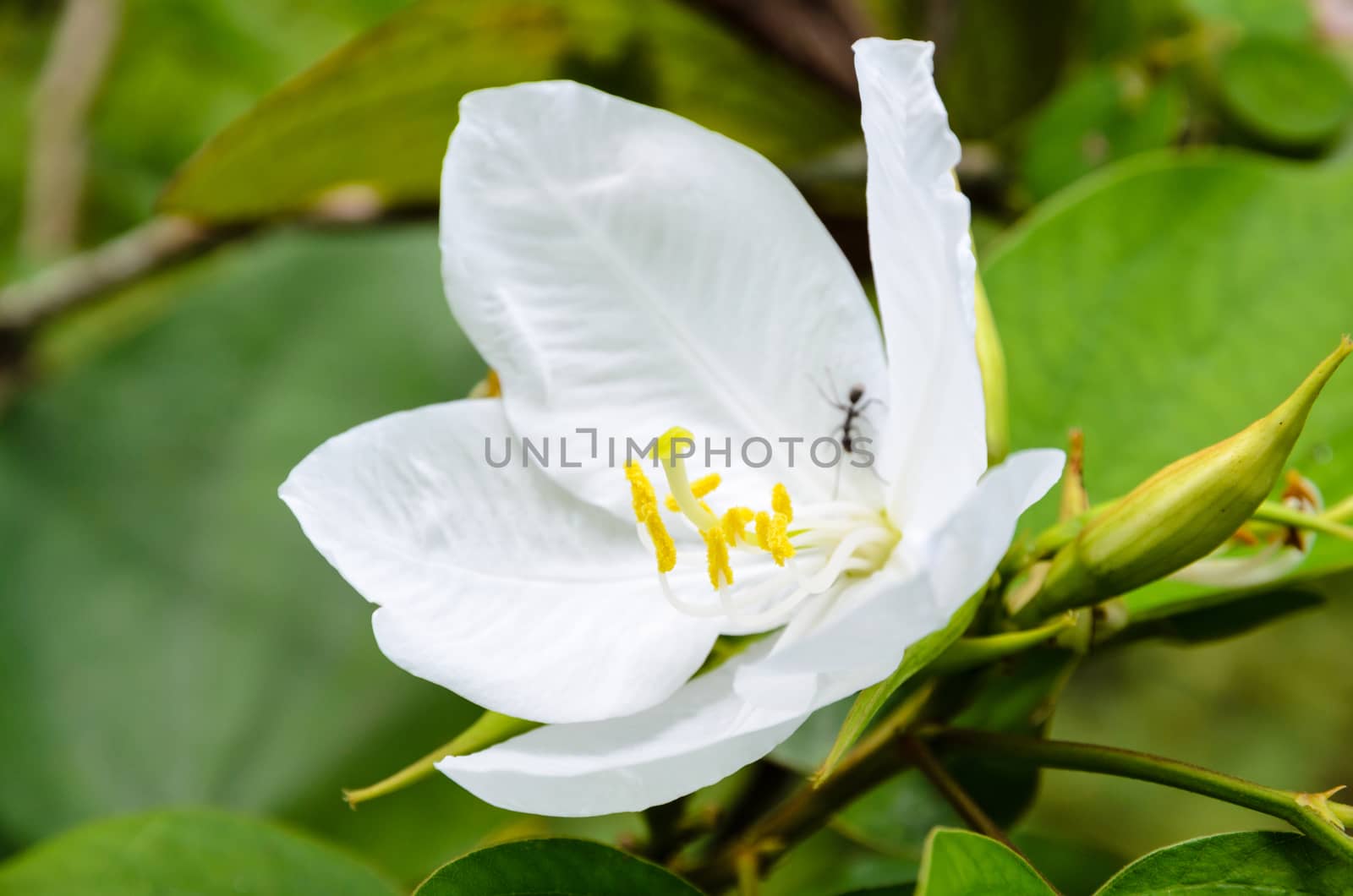 Snowy Orchid flower ( Bauhinia acuminata )  is a species of flowering shrub native to tropical southeastern Asia, Thailand
