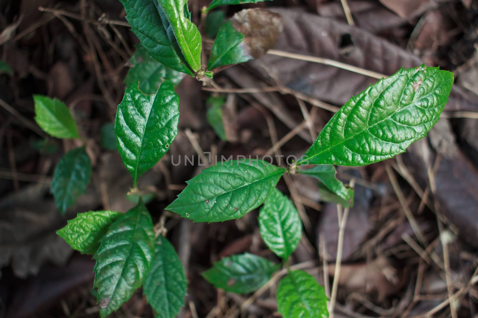  young loquat tree in spring