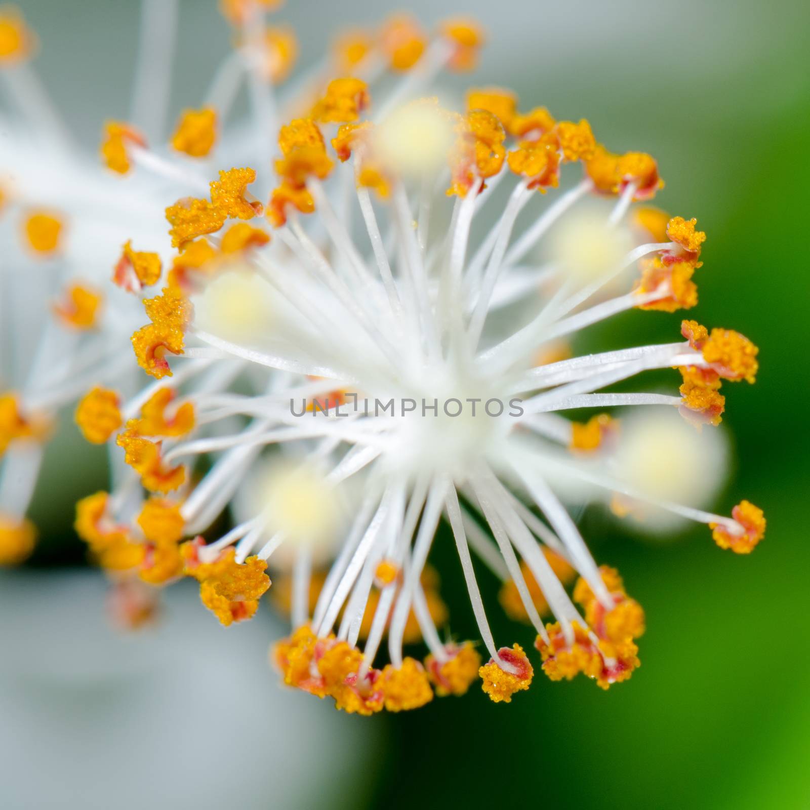 Close up carpel of the white Snowflake Hibiscus flowers ( Hibiscus rosa sinensis )