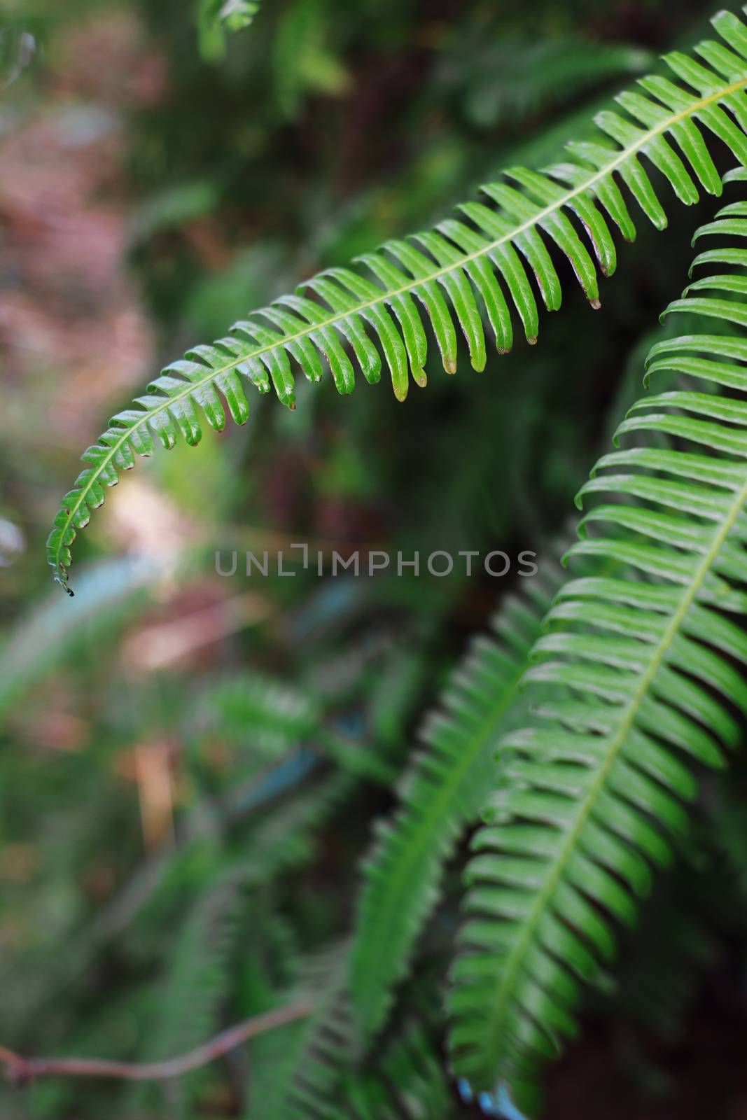 Fern Leaf in forest