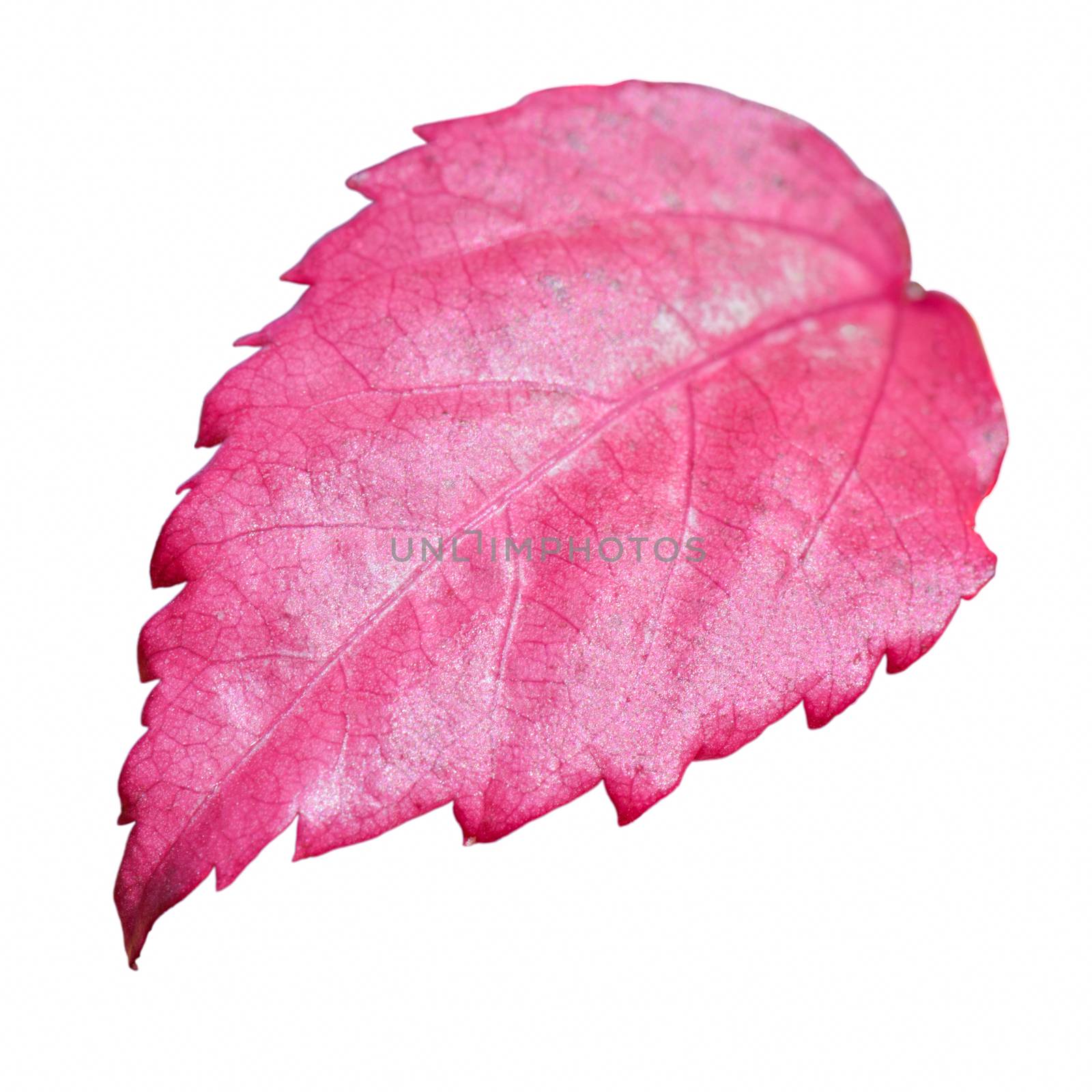 Pink leaf of the Snowflake Hibiscus ( Hibiscus rosa sinensis ) on white background