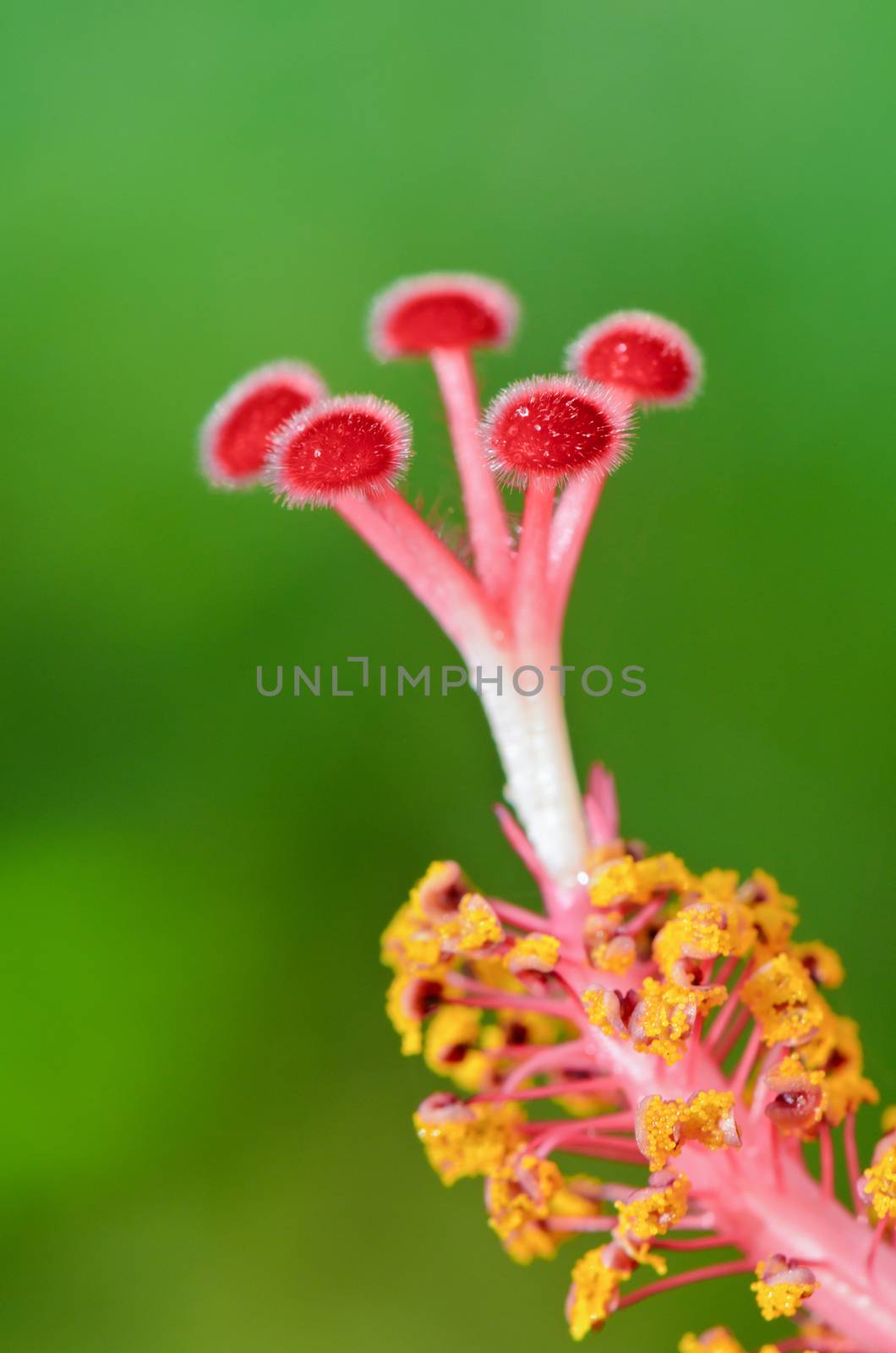 Close up red carpel of the Snowflake Hibiscus ( Hibiscus rosa sinensis )
