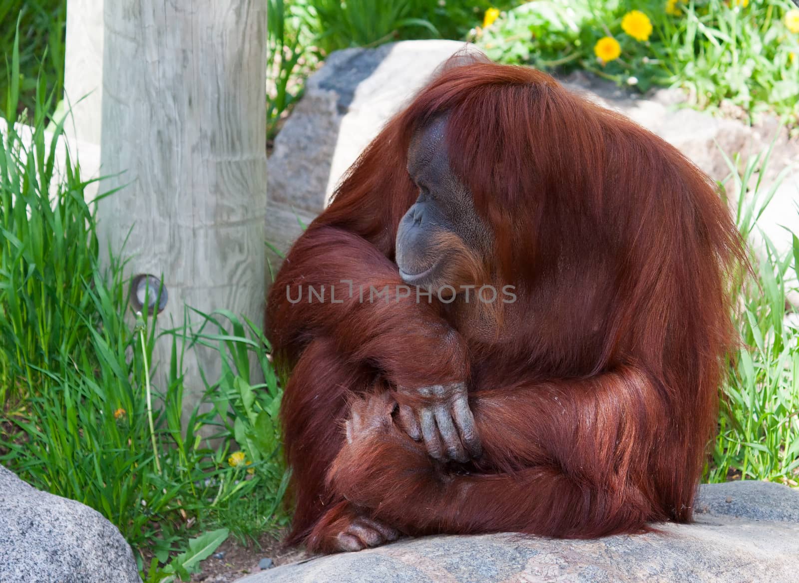 Orangutan (Pongo pygmaeus) portrait sitting on a rock