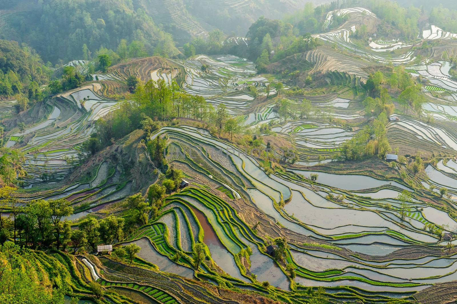 Yuan Yang Rice Terraces - "Tiger Mouth" under the sunset in yunnan province of China.