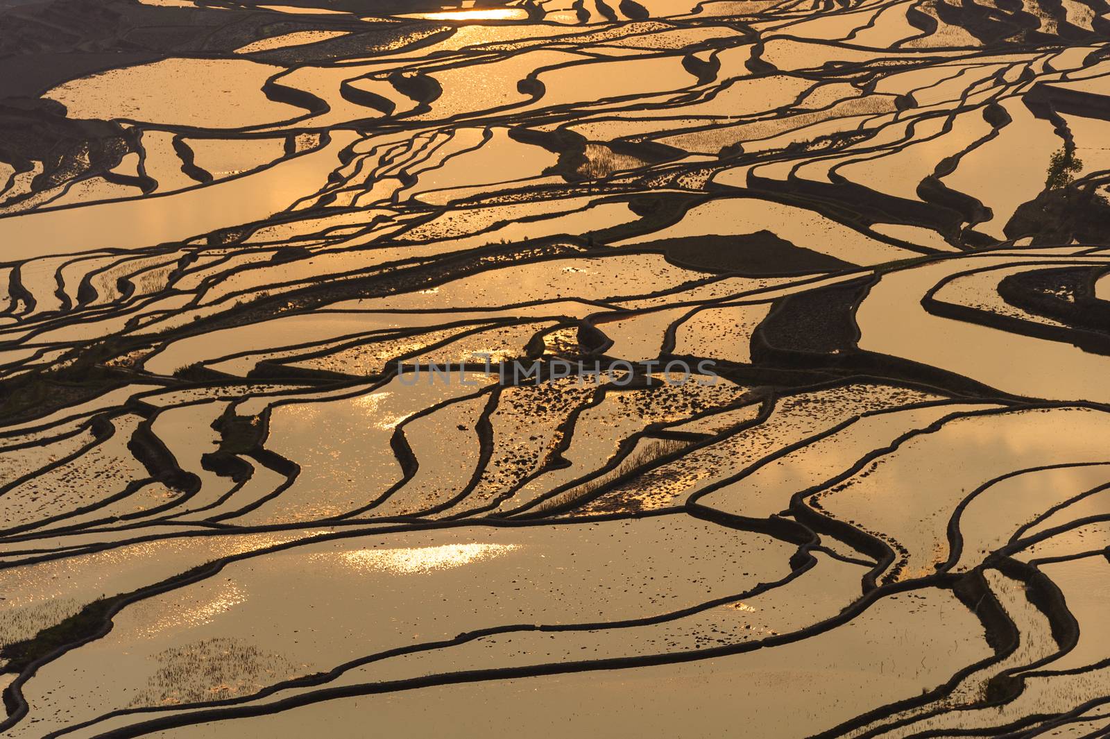 Yuan Yang Rice Terraces - "Bada" under the sunset in yunnan province of China.