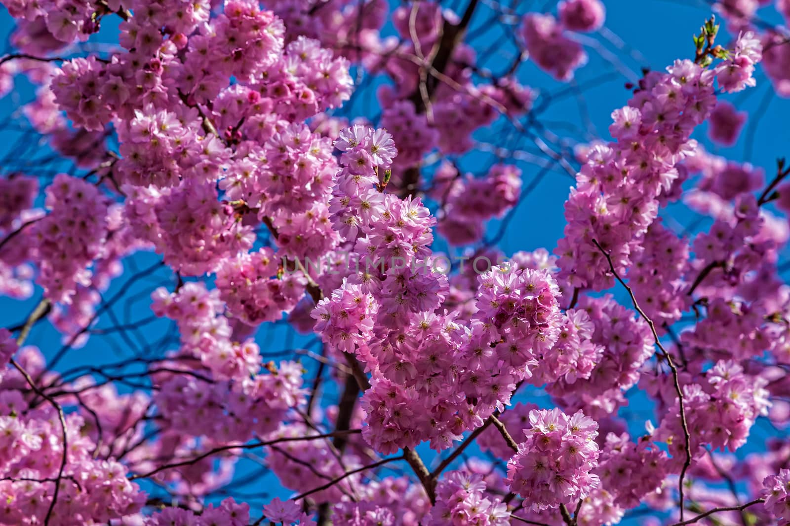 Flowering of an oriental cherry in april