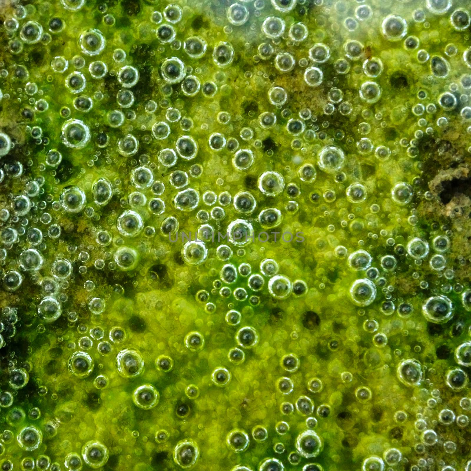 Green slime from algae.
