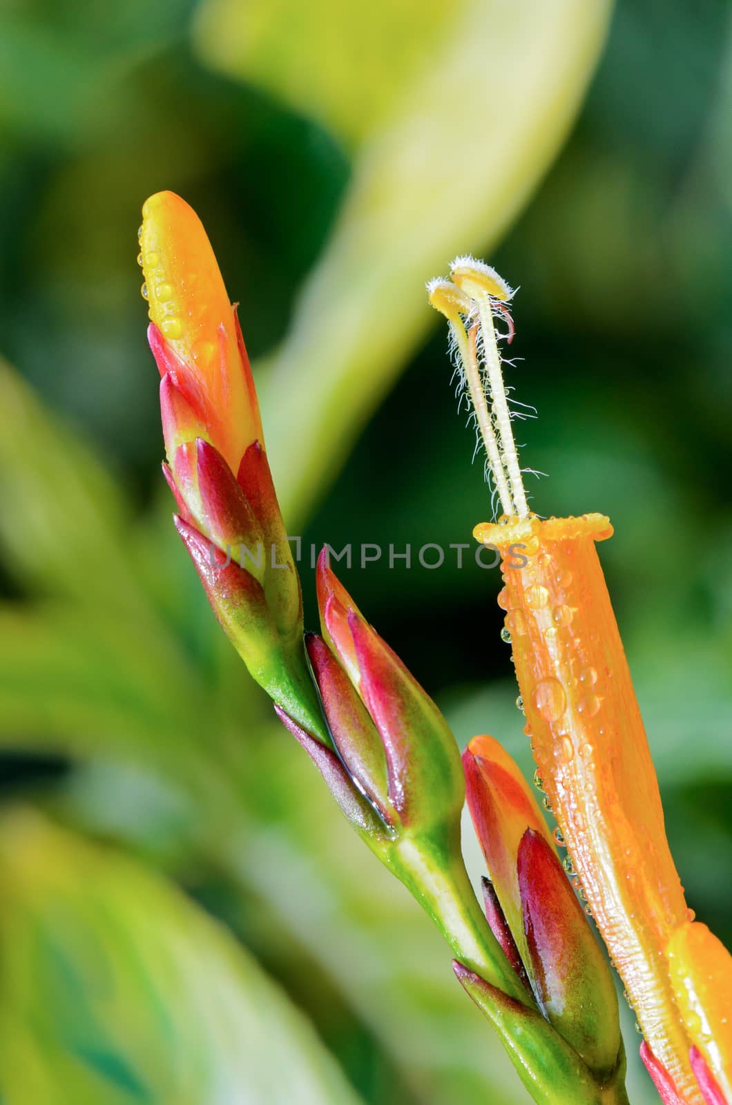 Close up flowers of Sanchezia Speciosa or Sanchezia Nobilis