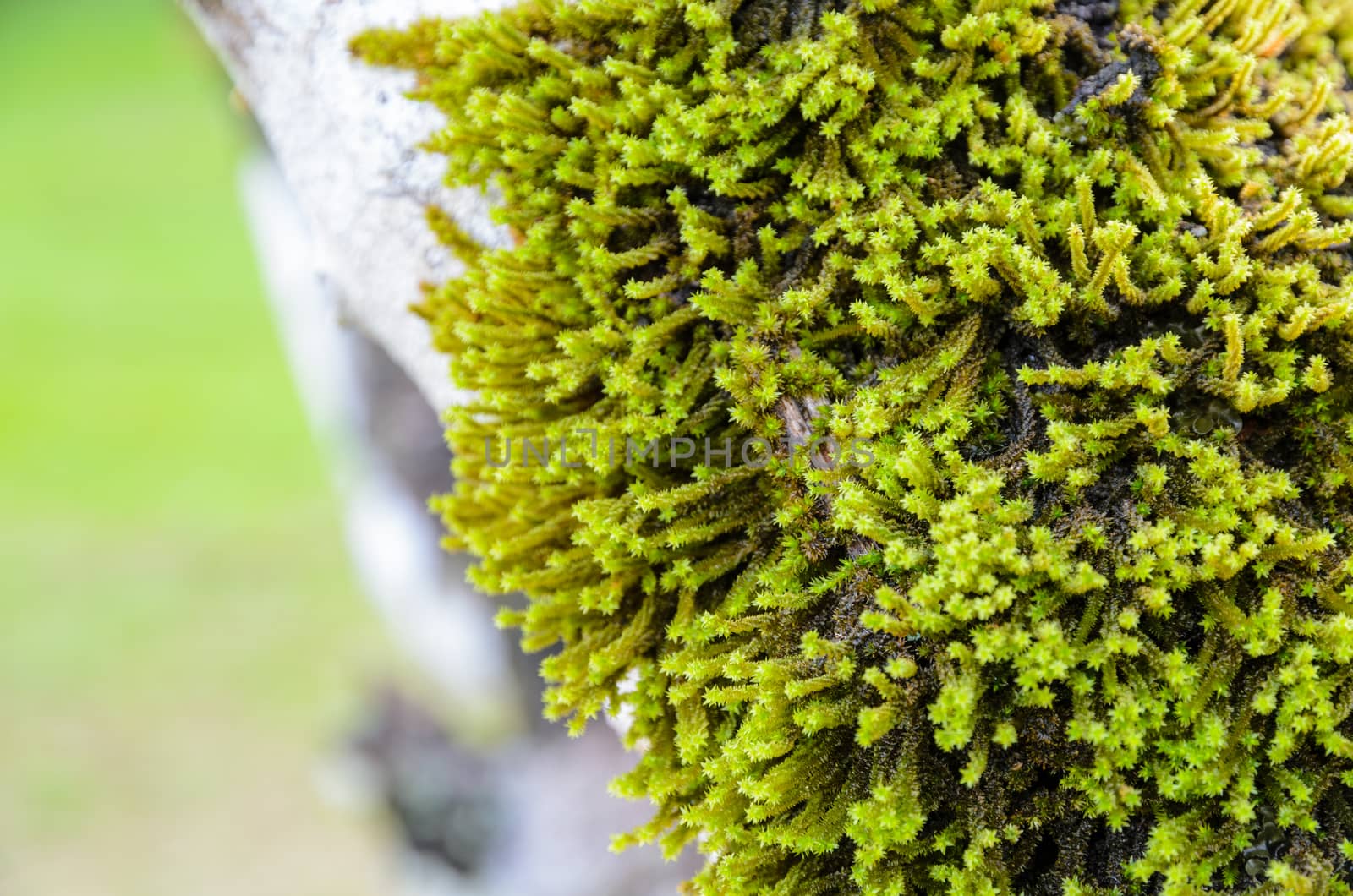 Close up small green moss grow on large trees