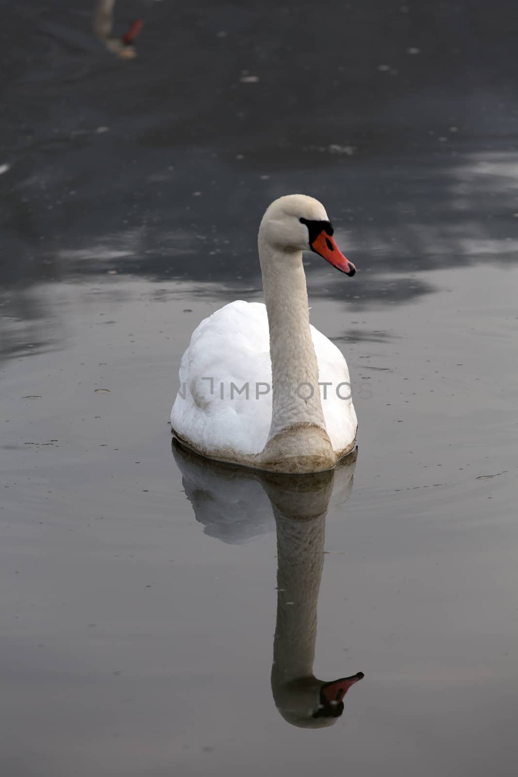 Beautiful white swans floating on the water by wjarek