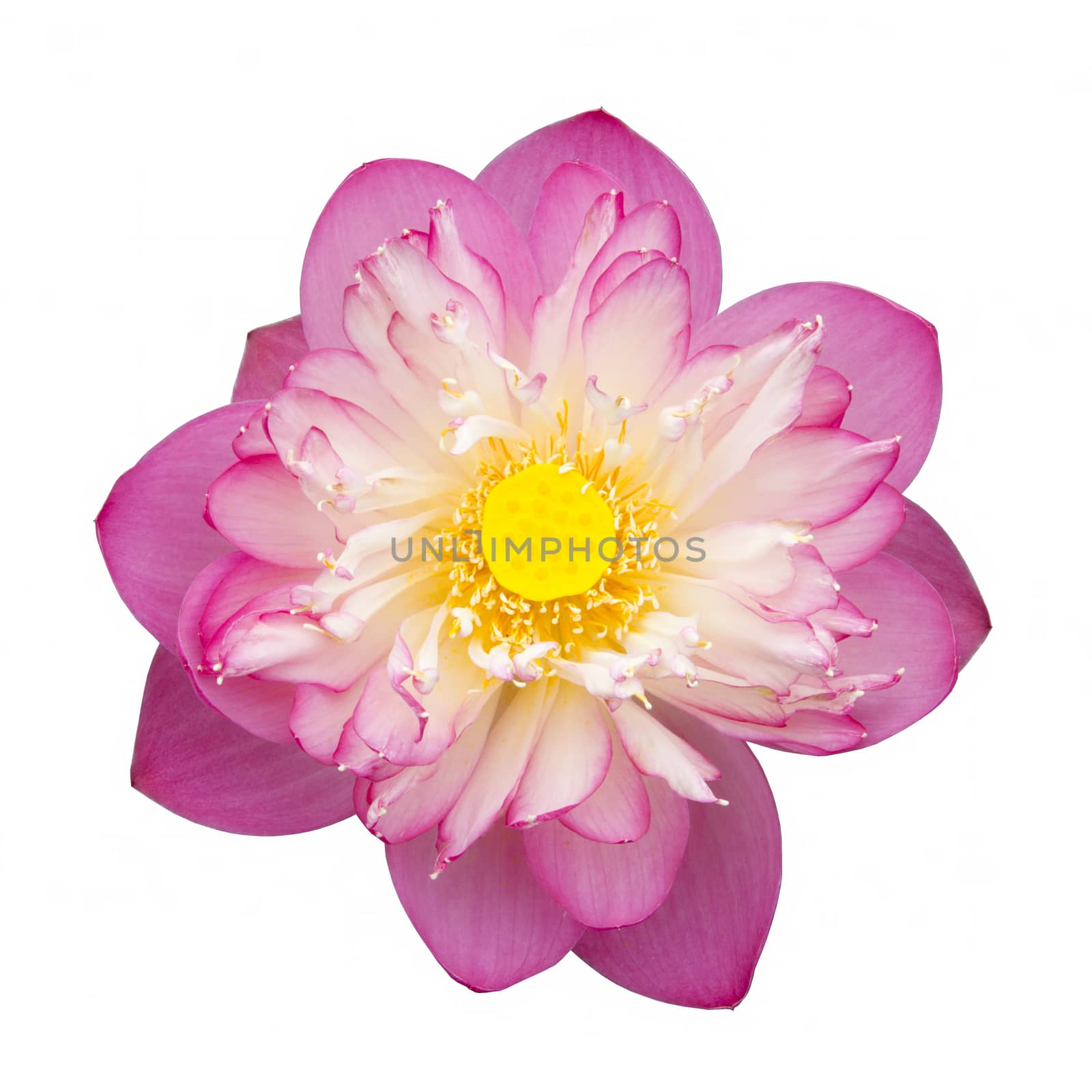 Pink Beautiful lotus flower. Buddhist religious symbol. by Noppharat_th