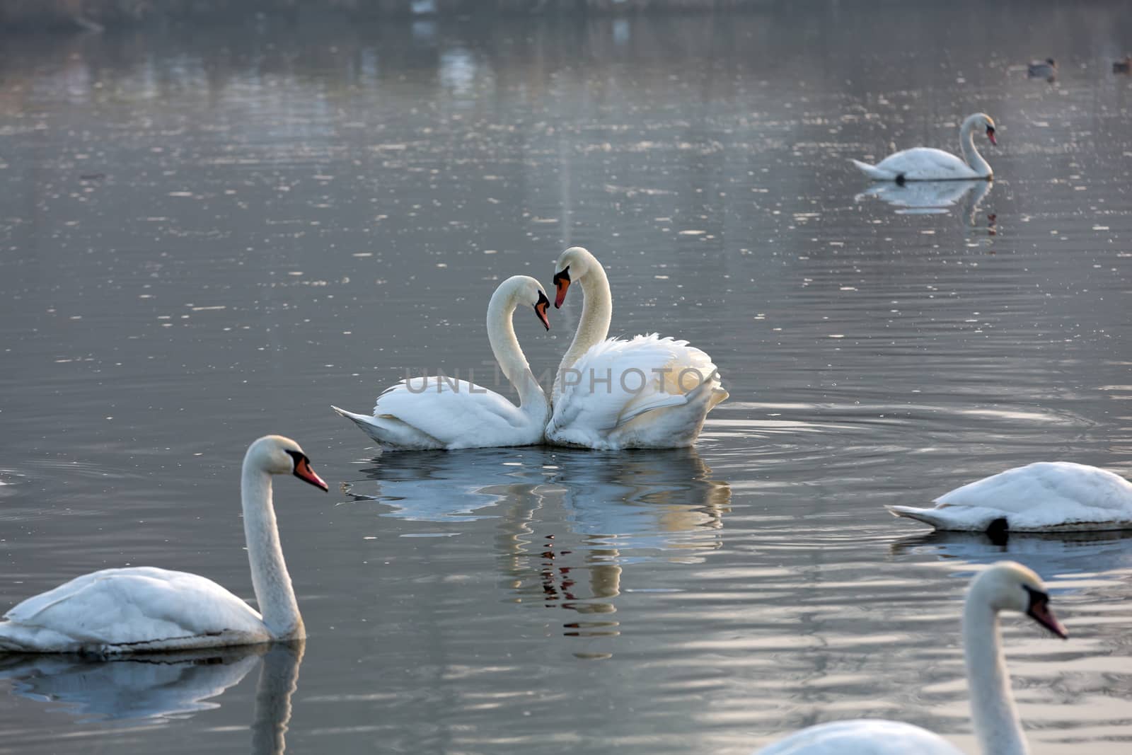 Beautiful white swans floating on the water by wjarek