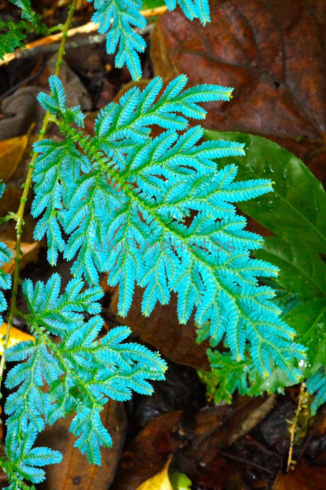 Green leaf of fern in the forest.