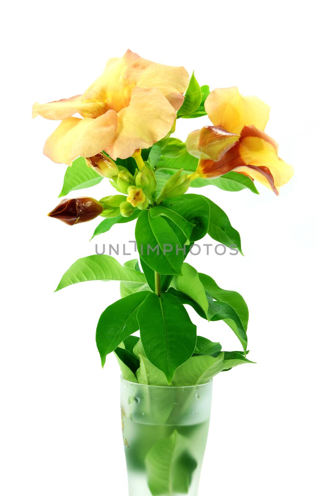 Allamanda or golden trumpet , beautiful yellow flower isolated o by Noppharat_th