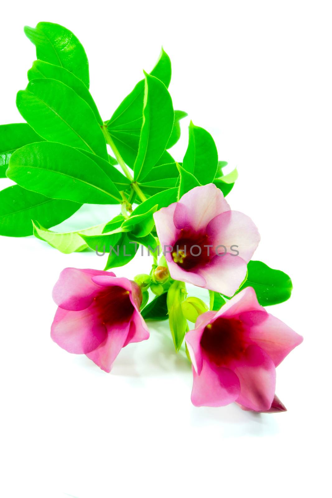 Allamanda or violet trumpet , beautiful yellow flower isolated o by Noppharat_th