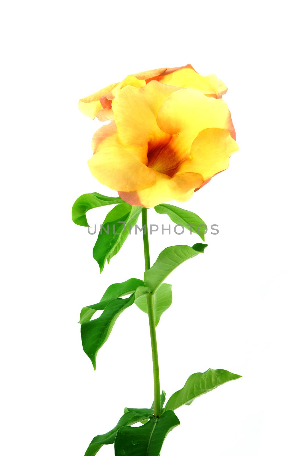 Allamanda or golden trumpet , beautiful yellow flower isolated o by Noppharat_th