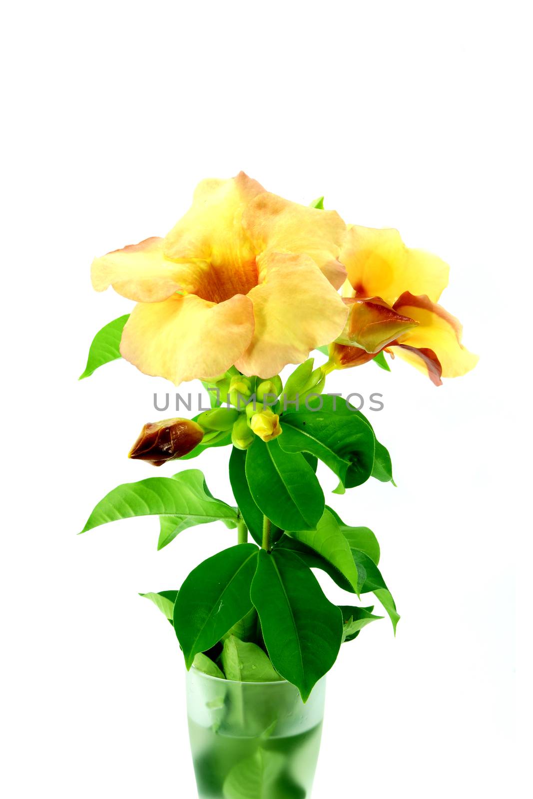 Allamanda or golden trumpet , beautiful yellow flower isolated on white background