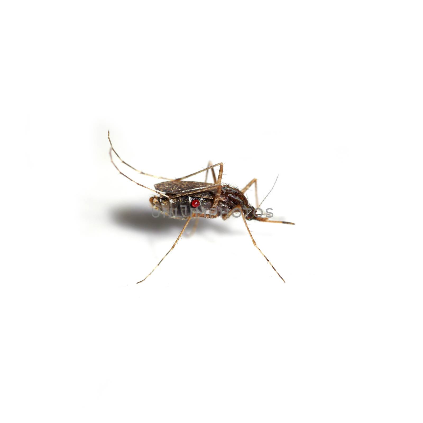 Mosquitoes spawn isolated on white background.