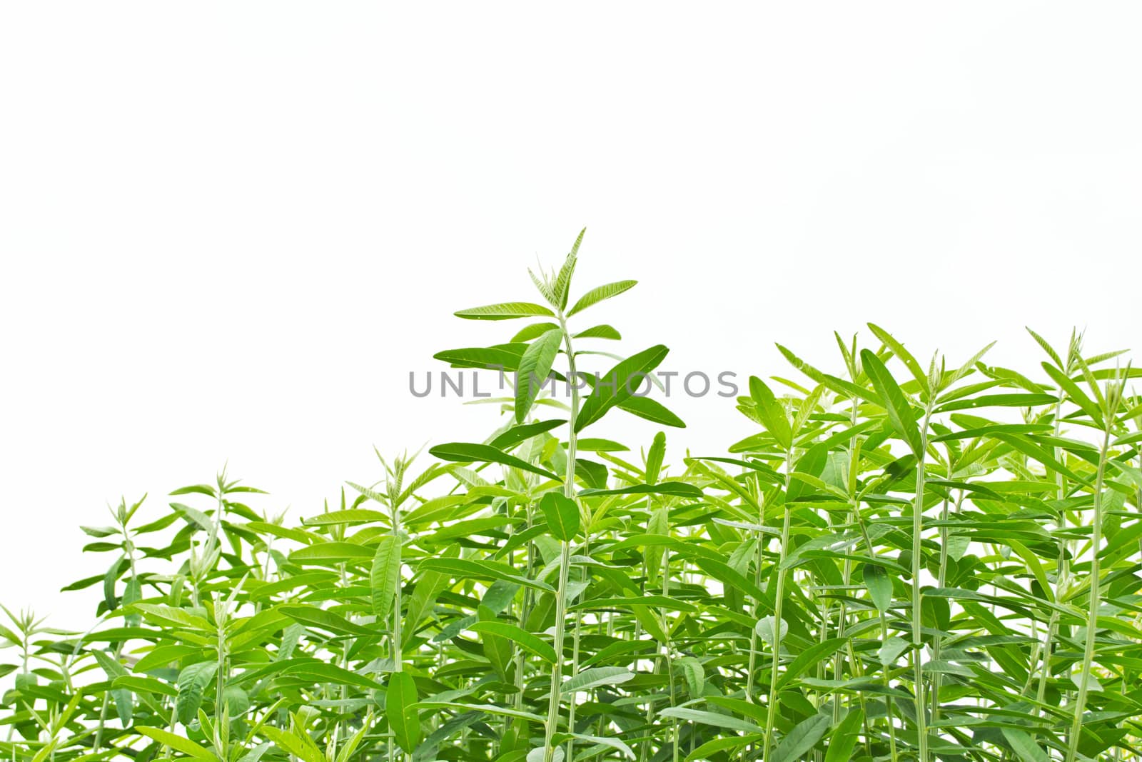 Leaves on a white background by Thanamat