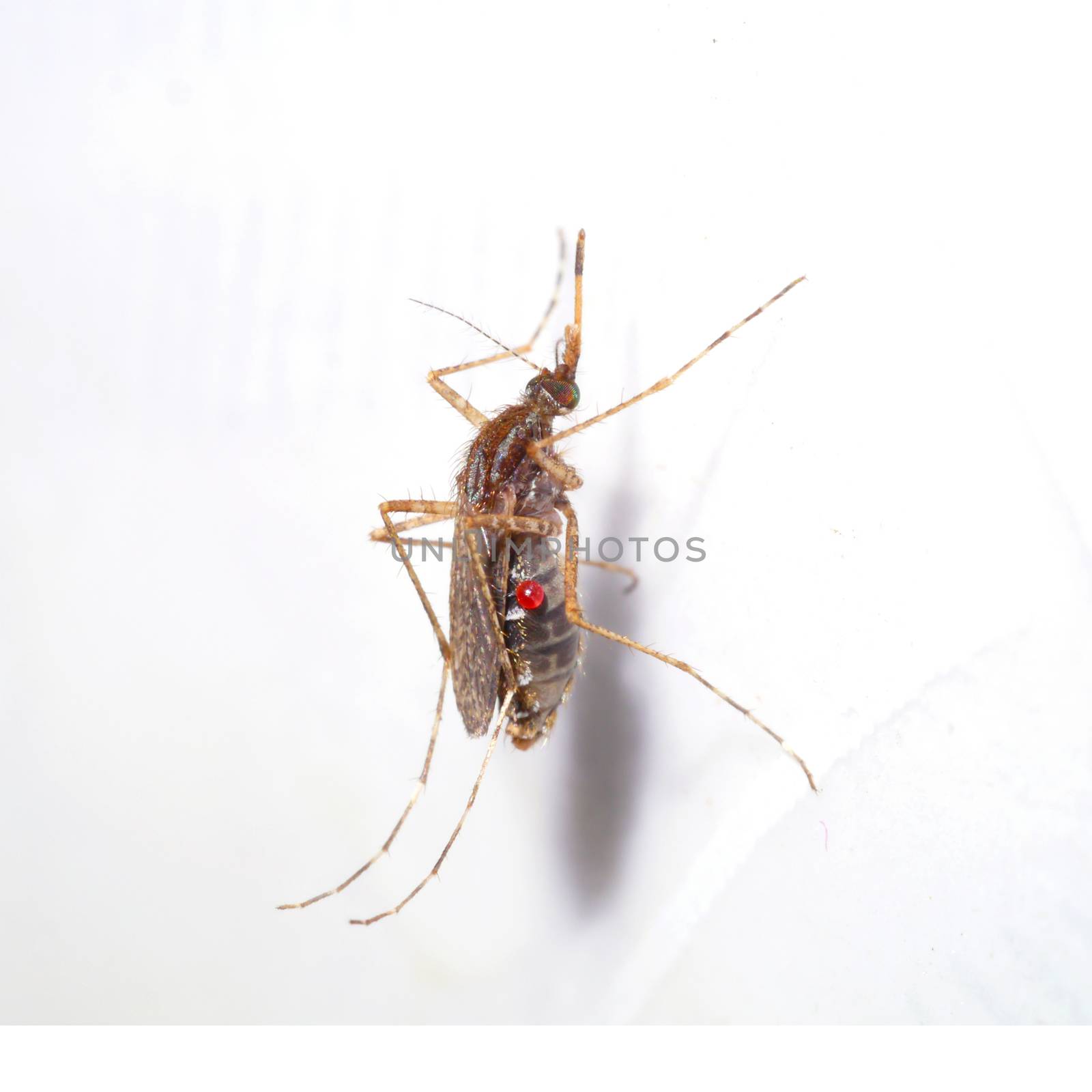 Mosquitoes spawn isolated on white background.