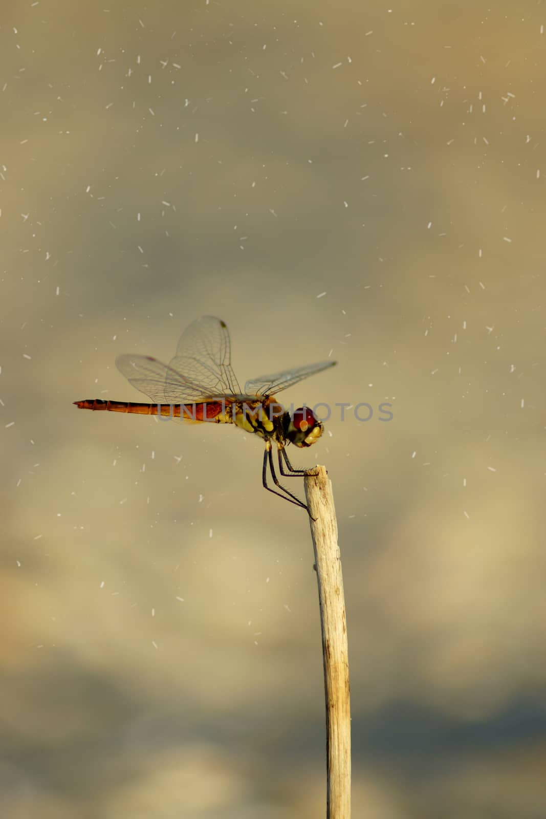 Dragonfly on the beach. by Noppharat_th