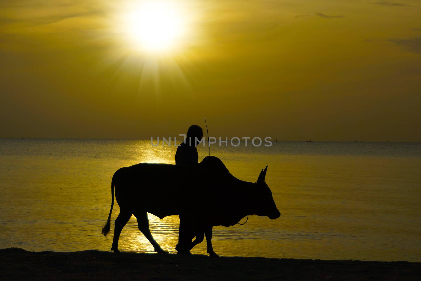 Silhouettes man and bull. Exercise on the beach.