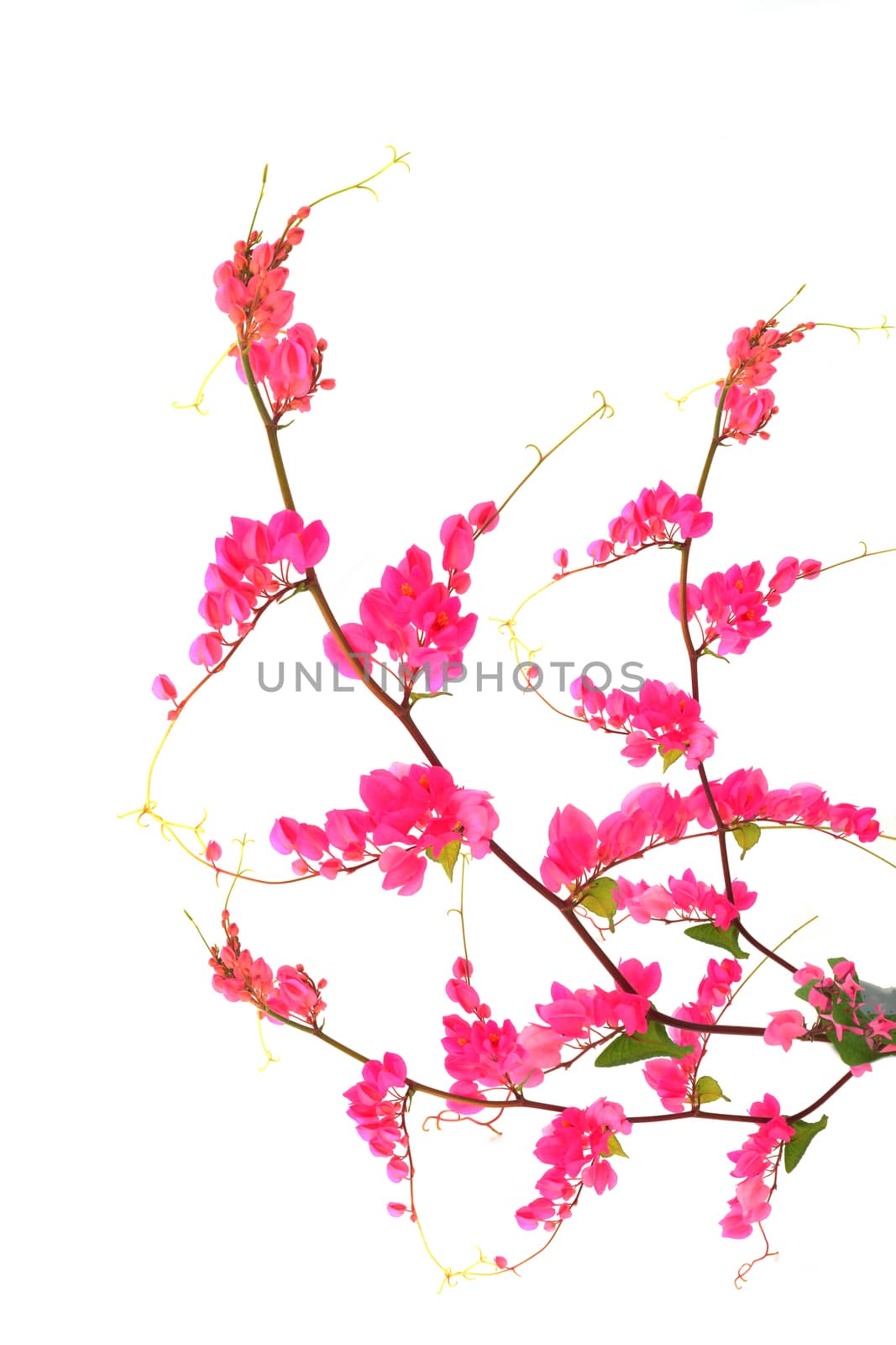 Pink flower on a white background.(Coral Vine, Mexican Creeper, Chain of Love)
