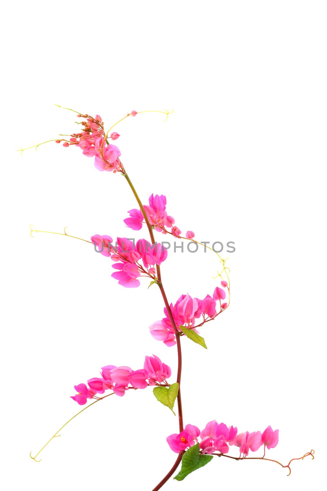 Pink flower on a white background.(Coral Vine, Mexican Creeper,  by Noppharat_th