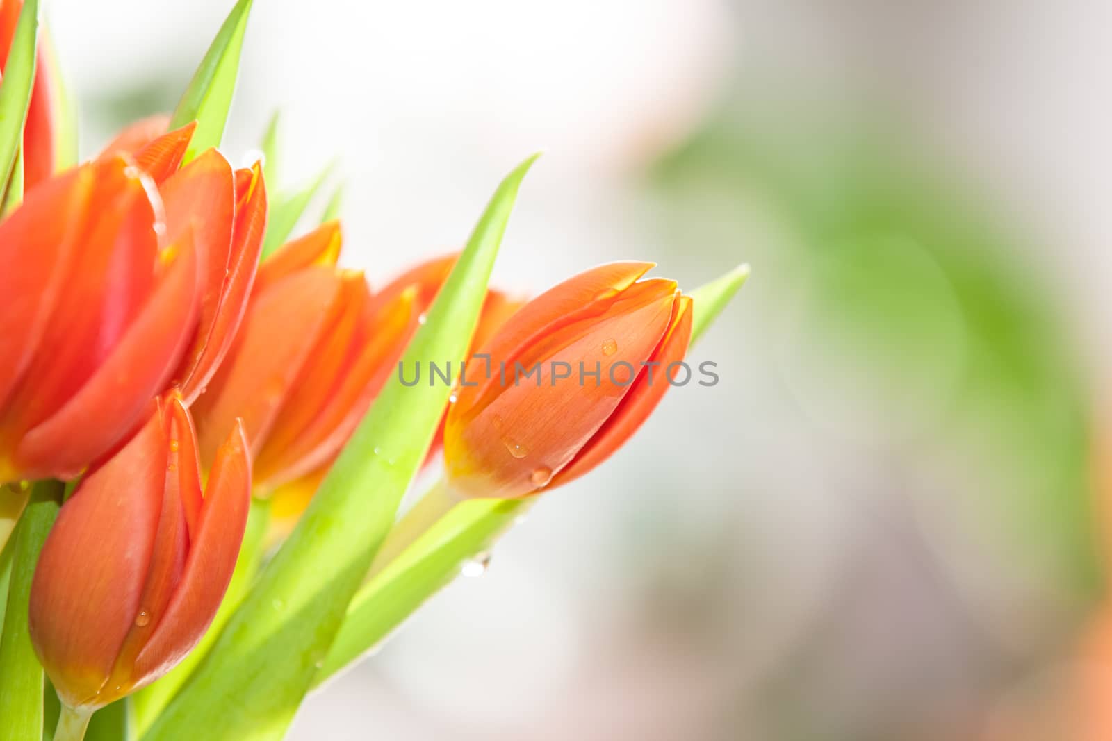 Orange tulips by Slast20
